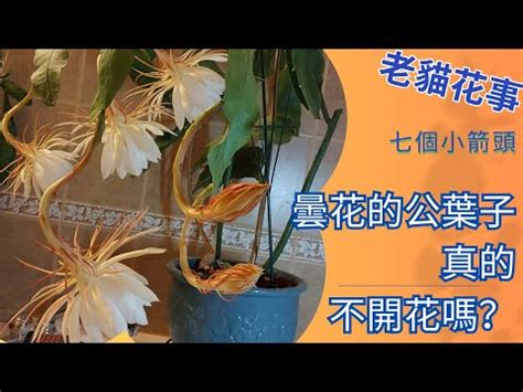 曇花會結果嗎